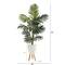 6ft. Kentia Palm Tree in White Planter with Stand